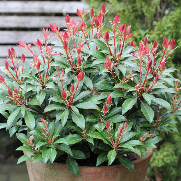 Pieris japonica Mountain Fire