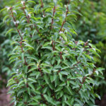 Prunus lusitanica 'Angustifolia'