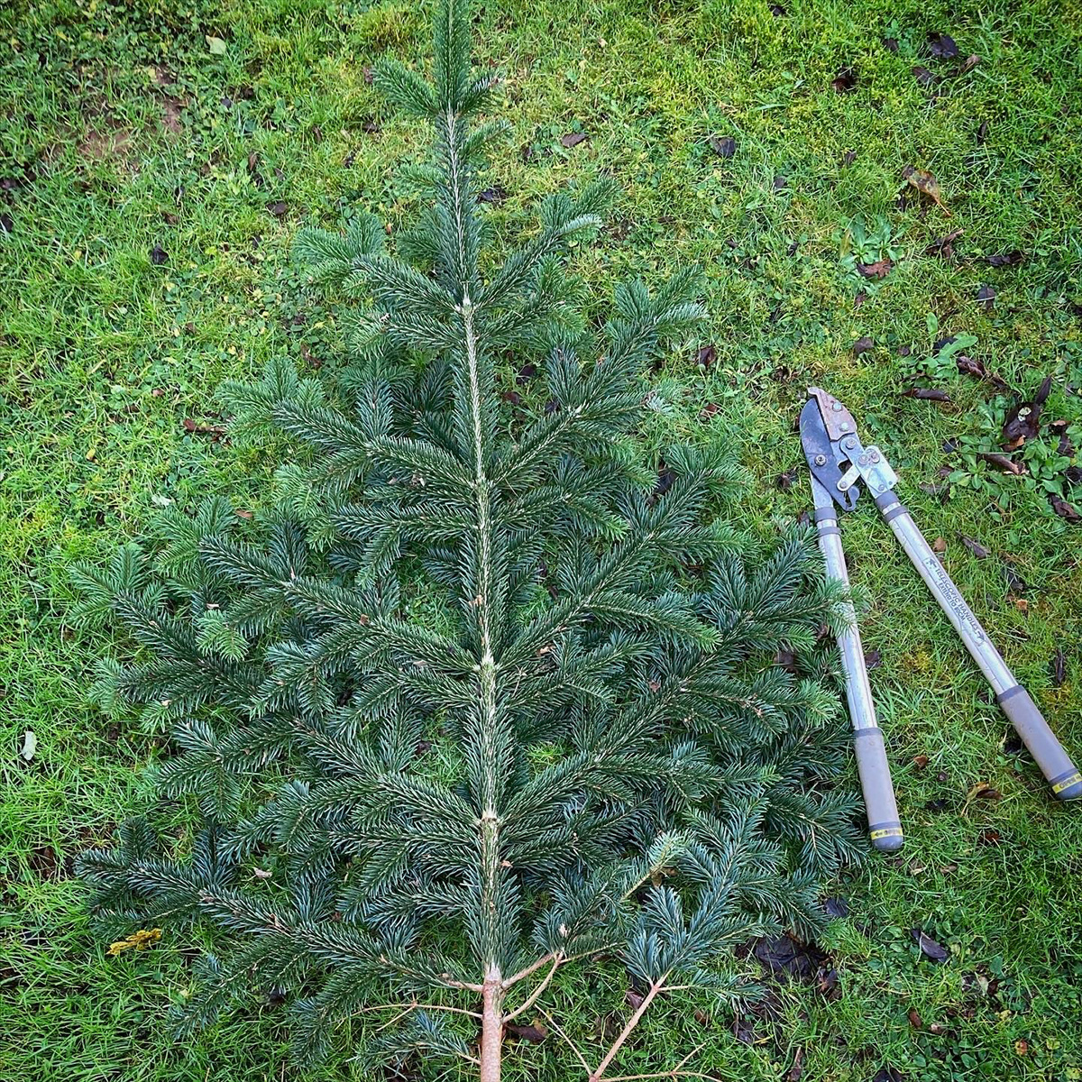 Pruned branch from a Fraser Fir