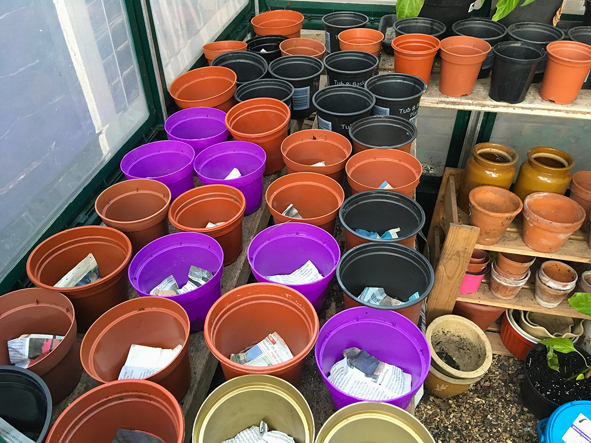 plastic pots being re-used for propagating new plants