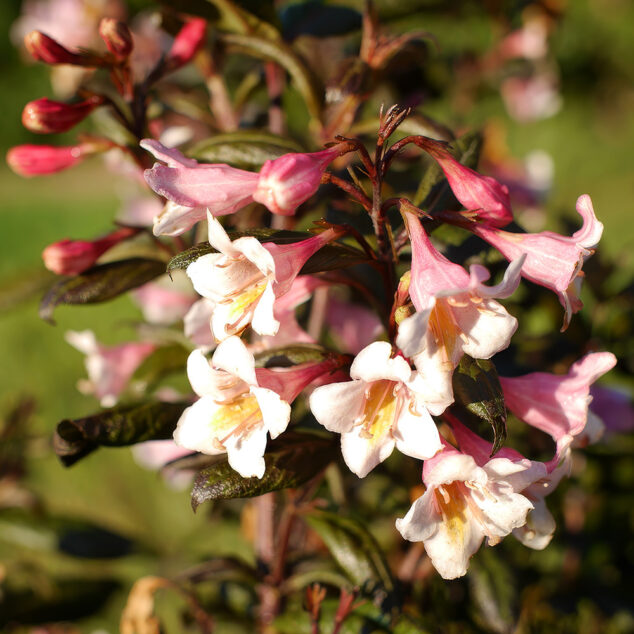 Weigela Vintage Love