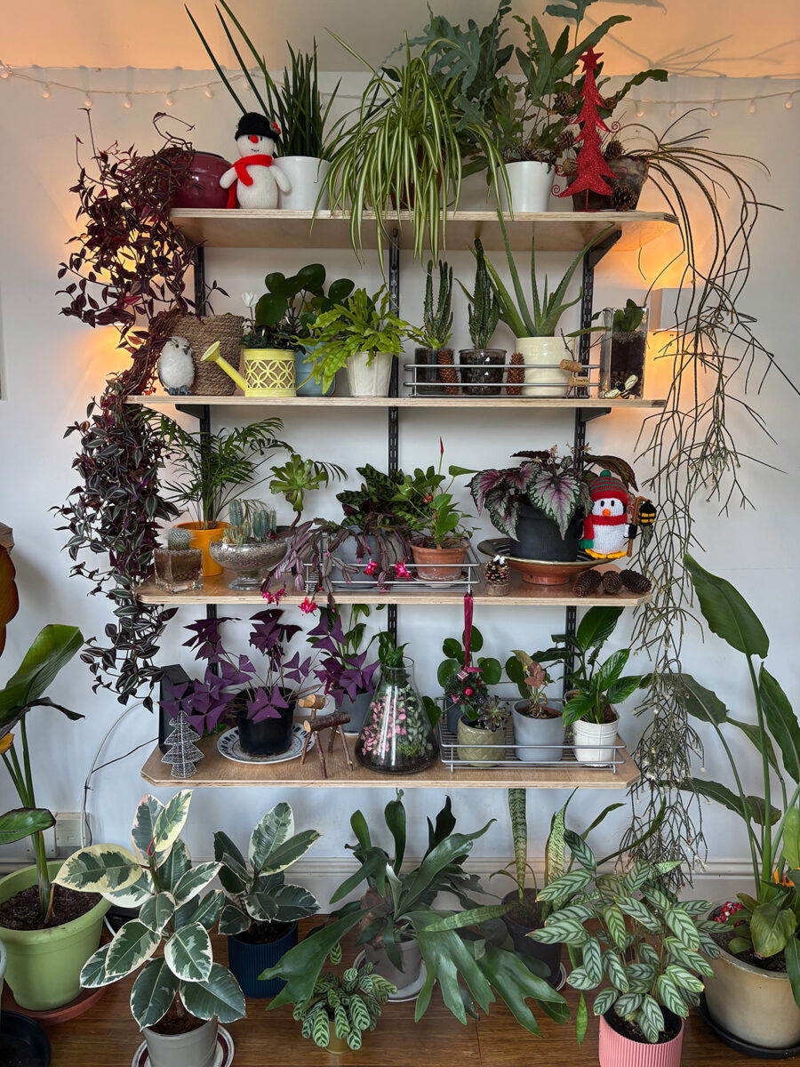 Wall full of houseplants