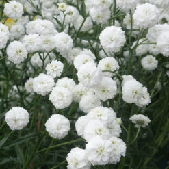 Achillea Peter Cottontail