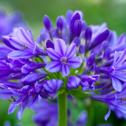 Agapanthus Brilliant Blue