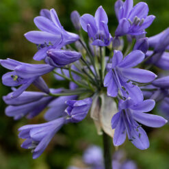 Agapanthus Ever Sapphire
