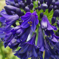 Agapanthus Midnight Sky
