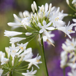 Agapanthus White Pixie