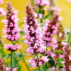 Agastache Beelicious Pink