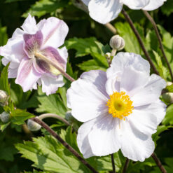 Anenome Dreaming Swan