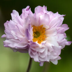 Anemone Frilly Knickers