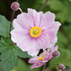 Anemone Queen Charlotte
