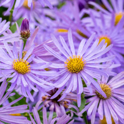 Aster frikartii Monch