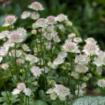 Astrantia Buckland