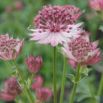 Astrantia Roma