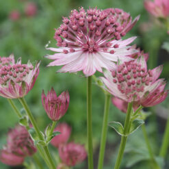Astrantia Roma