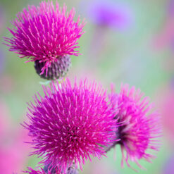 Cirsium rivulare Atropurpureum