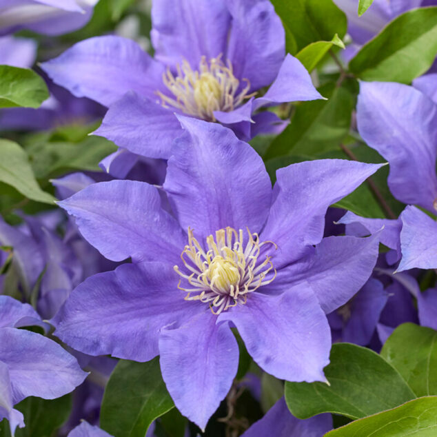 Clem Olympia_visi232114_1000px