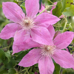 Clematis Bridgewater