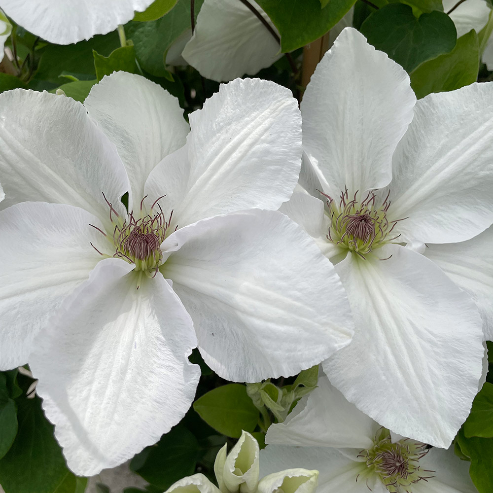 yusuke kuma ホワイトパルメッテ　クレセントディッシュ×3 Clematis Guernsey Flute - Richard Jackson Garden
