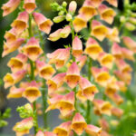 Digitalis Goldcrest
