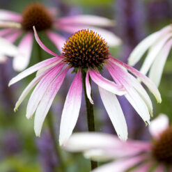 Echinacea Pretty Parasols