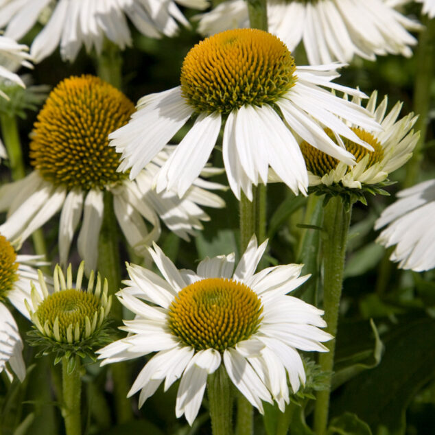 Echinacea White Meditation_FairW_1000px