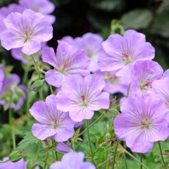 Geranium Azure Rush