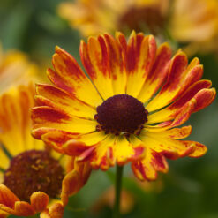 Helenium Mariachi Fuego