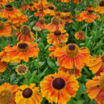 Helenium Sahin’s Early Flowerer