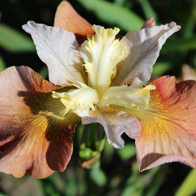 Iris sibirica Outside The Box_WalterBlom_1000px