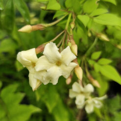 Jasmine Clotted Cream