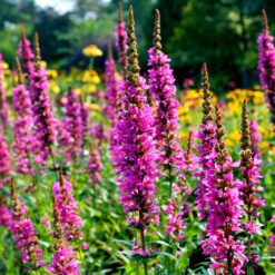 Lythrum salicaria Robert