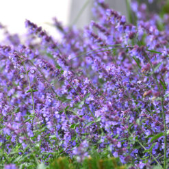 Nepeta Six Hills Giant