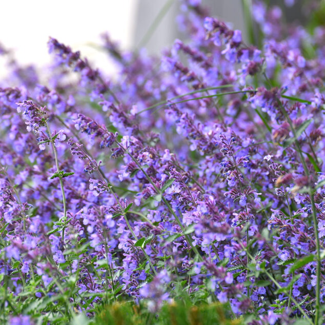 Nepeta 6 Hills Giant_Adobe_1868838700_1000px