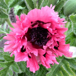 Papaver Pink Perfection