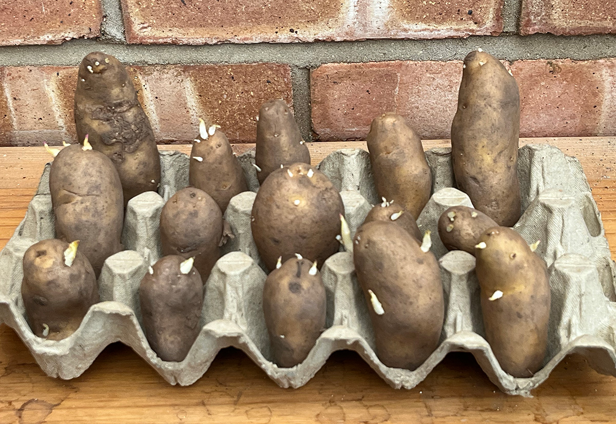 Potato chitting