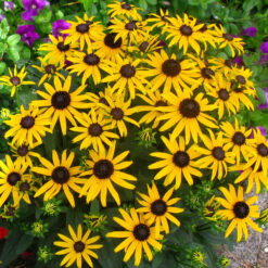 Rudbeckia Little Gold Star