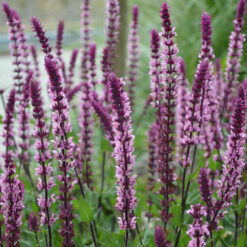 Salvia nemorosa Caradonna Pink Inspiration