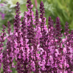 Salvia nemorosa Sensation Deep Rose Improved