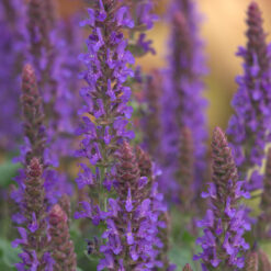 Salvia nemorosa Sensation Deep Blue Improved