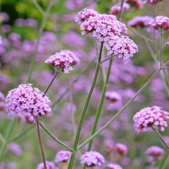 Verbena bonariensis