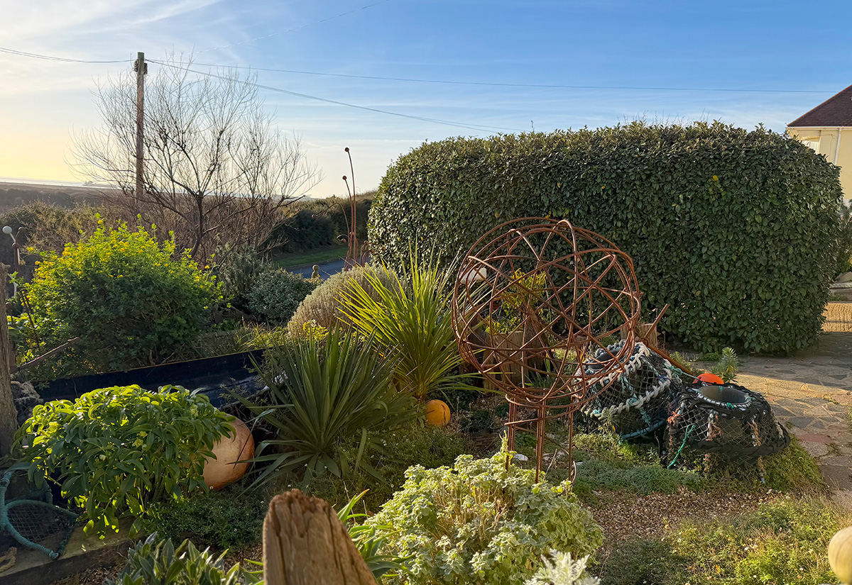 Elaeagnus hedging at Driftwood