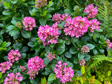 Escallonia pink elle