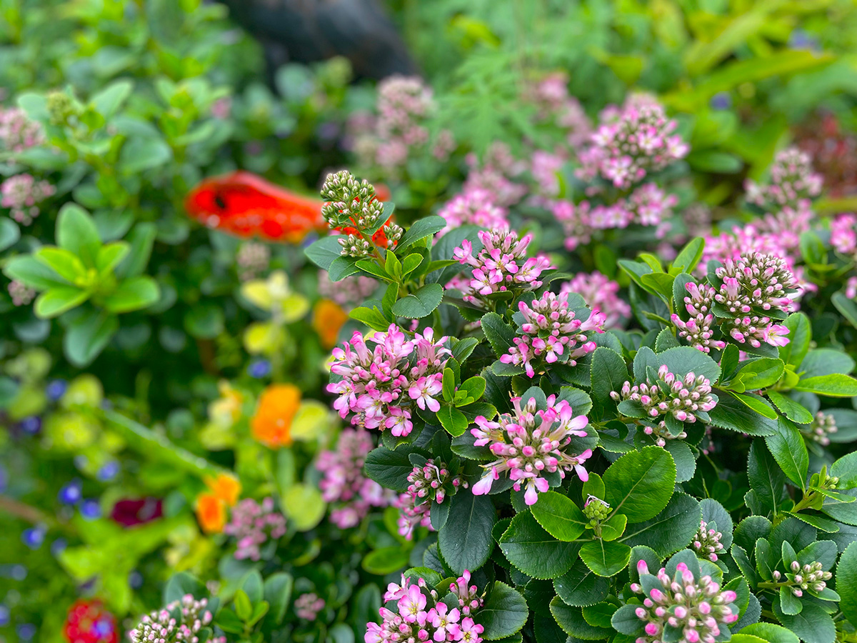 Escallonia pink elle