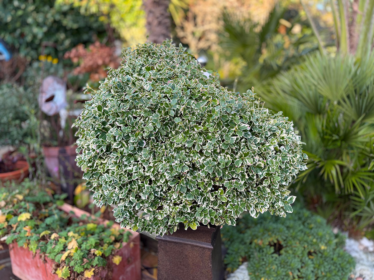 eponymous feature at Driftwood