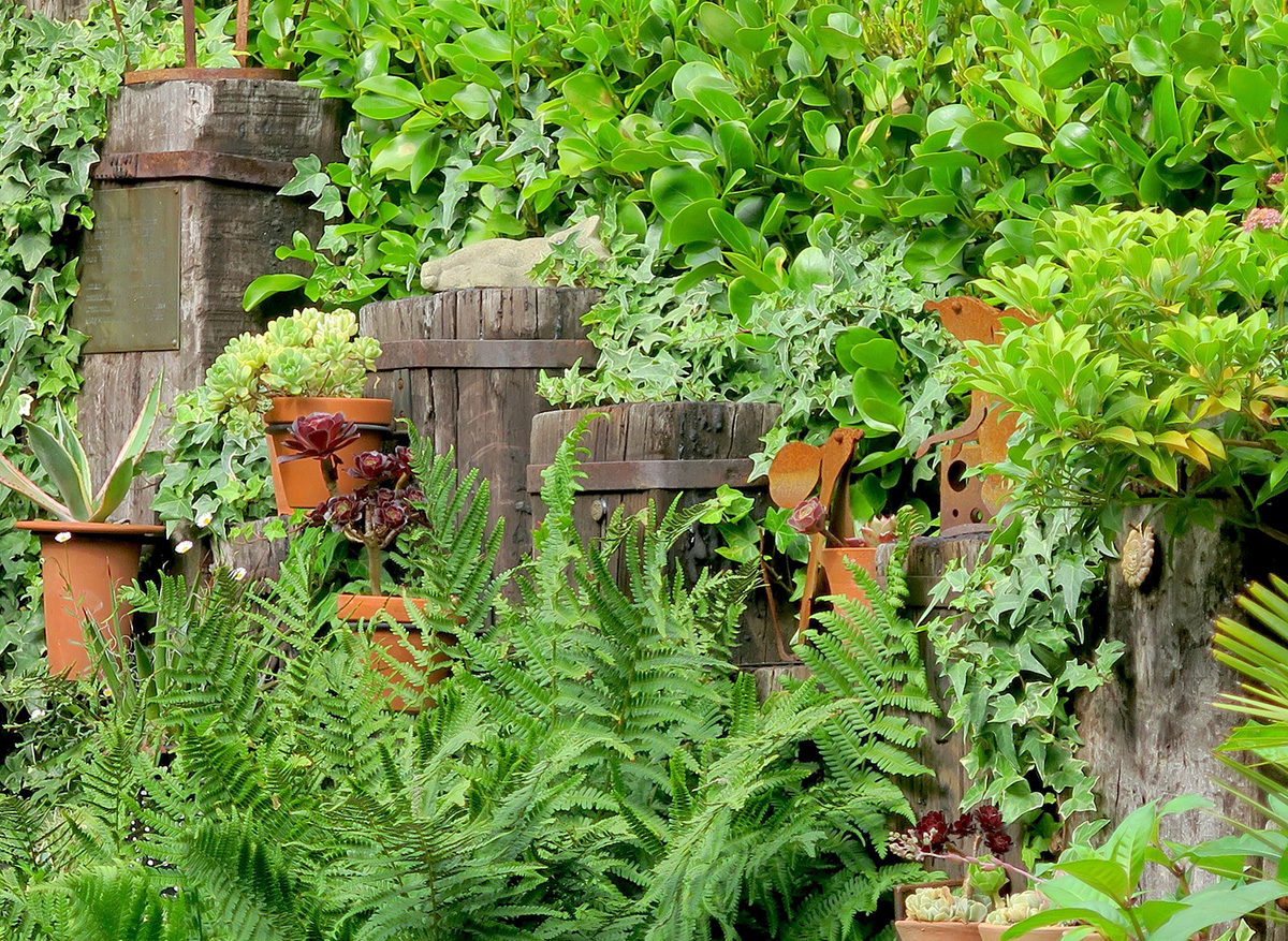 grisolina hedging at Driftwood