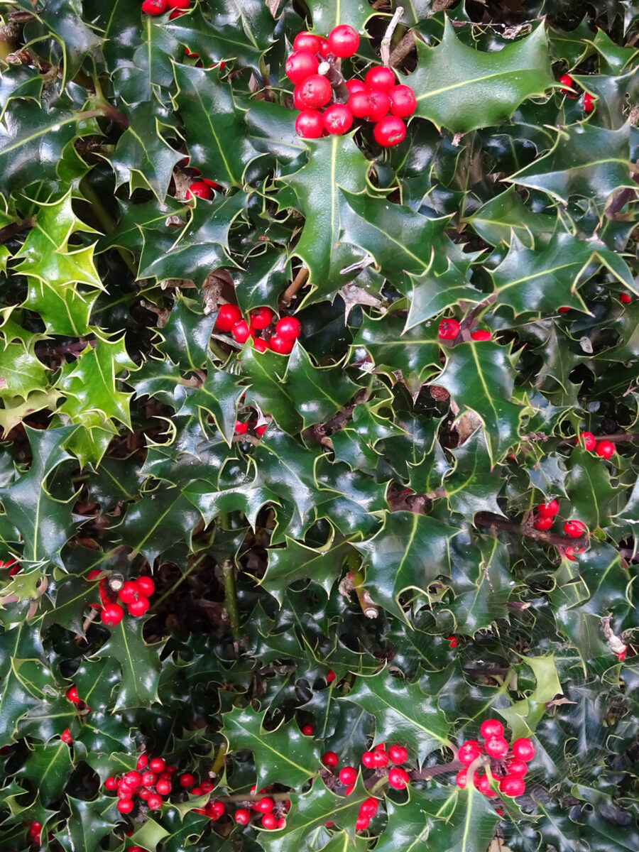 Holly berries