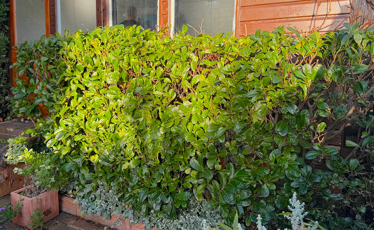 Laurel hedging at Driftwood