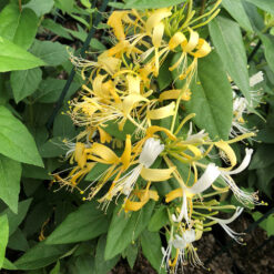 Lonicera delavayi