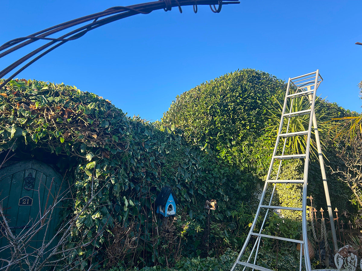 Freshly trimmed ivy hedge at Driftwood